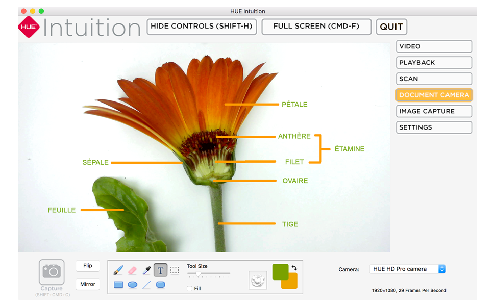 gerbera image with annotations in hue intuition interface