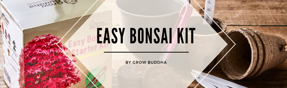 Cultivez votre propre kit de Bonsai