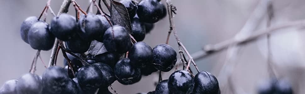 baies d'aronia délicieuses sucrées acides saines et fruitées buisson d'aronia buisson bio kamelur