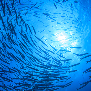 oméga 3 poisson acide gras essentiel complément alimentaire