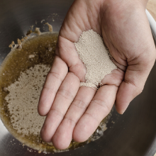 levure pour faire de la bière