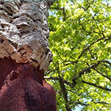 liège chêne-liège arbre bois qualité Portugal bonne densité écolo alternative écorce duhallé bouchon