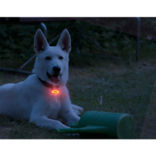 lumière pour animaux de compagnie