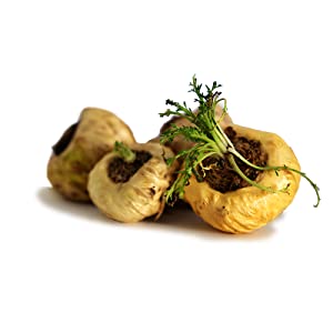 Maca root