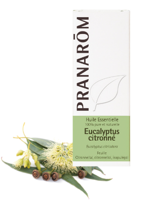 Eucalyptus Citronne