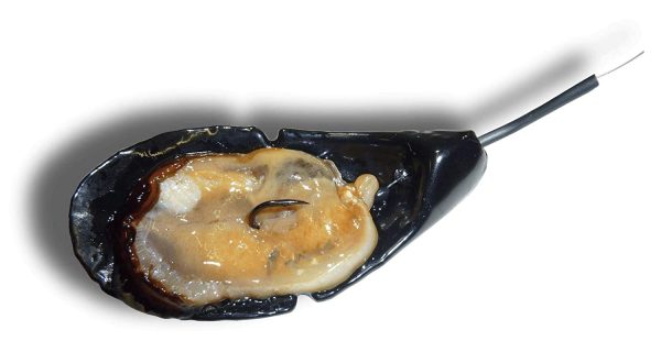 GAUTIER FISHING - Leurre moule plateau 50gr - porte appât - Tenya méditerranéen pêche sparidé dorades royales – Image 2