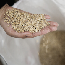 malts pour faire de la bière