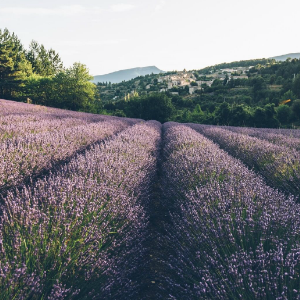 Pur Savon Liquide Huile de Lavande