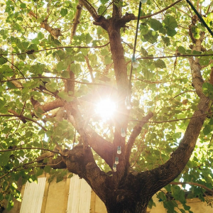 Douche crème lait d'amande douce