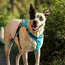 Dog carabiner