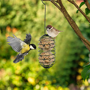 Mangeoire À Oiseaux Sauvages