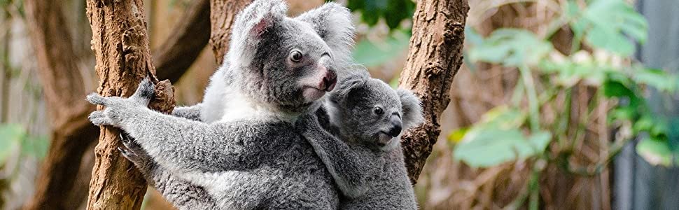 Koalas