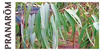 Pranarôm, huile essentielle, eucalyptus citronné, anti-moustique