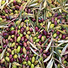 Master Miller Huile olive extra vierge biologique Récompensé Tolède Espagne Bouteille verre 500 ml