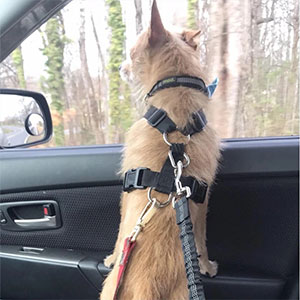 La ceinture de sécurité pour chien