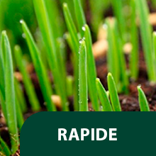 RAPIDE - GERMINATION EN 7 JOURS pour une implantation rapide du gazon. 