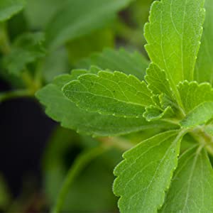 STEVIA