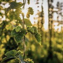 du houblon pour faire de la bière