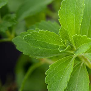 stevia