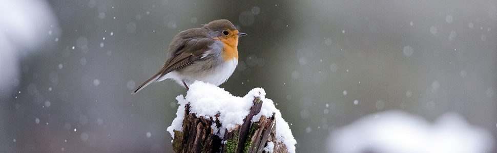 Nichoir pour oiseaux