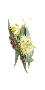 Eucalyptus Citronné