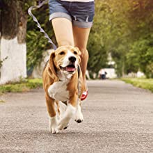 Dog carabiner