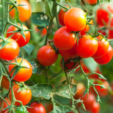 Culture de tomates dans une serre